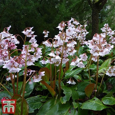 Bergenia 'Pink Ice' 4 Bergenia 'Pink Ice' - Image 2