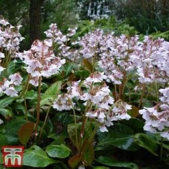 Bergenia 'Pink Ice' 8 Bergenia 'Pink Ice' -Plants Sales Store berg pink3
