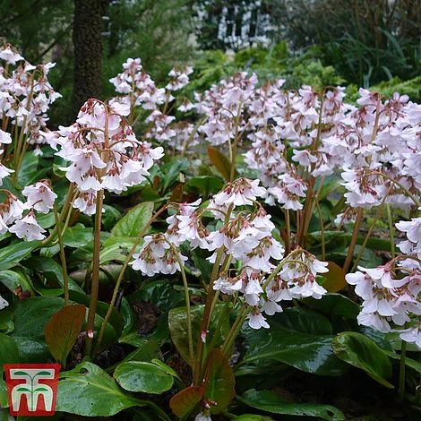 Bergenia 'Pink Ice' 5 Bergenia 'Pink Ice' - Image 3