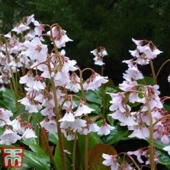 Bergenia 'Pink Ice' 9 Bergenia 'Pink Ice' -Plants Sales Store berg pink4