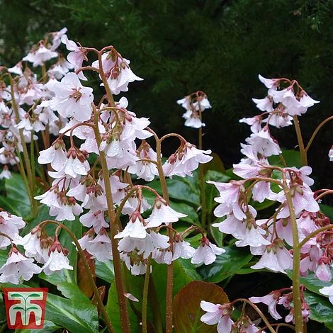 Bergenia 'Pink Ice' 6 Bergenia 'Pink Ice' - Image 4