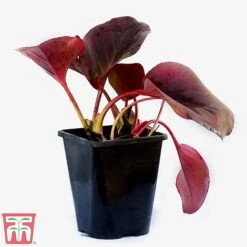 Bergenia Purpurascens -Plants Sales Store berg purp