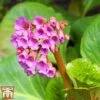 Bergenia Purpurascens -Plants Sales Store berg purp4