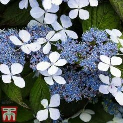 Hydrangea Serrata 'Bluebird' -Plants Sales Store blue31