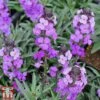 Erysimum 'Bowles Mauve' -Plants Sales Store bowles
