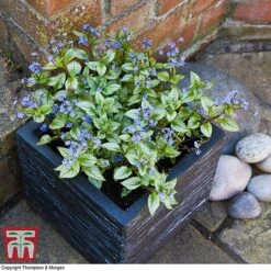 Brunnera Macrophylla 'Jack Frost' 13 Brunnera Macrophylla 'Jack Frost' -Plants Sales Store brun jack2