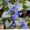 Brunnera Macrophylla 'Jack Frost' -Plants Sales Store brun jack3