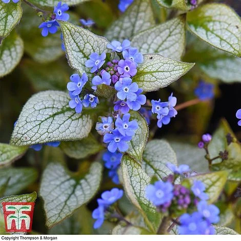 Brunnera Macrophylla 'Jack Frost' 3 Brunnera Macrophylla 'Jack Frost'