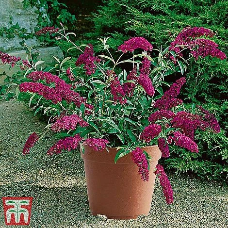 Buddleja 'Buzz® Magenta' 4 Buddleja 'Buzz® Magenta' - Image 2
