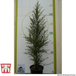 Ceanothus 'Concha' -Plants Sales Store cean con