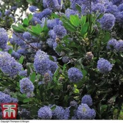 Ceanothus 'Concha' -Plants Sales Store conch2