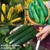 Courgette Collection 2 Courgette Collection -Plants Sales Store courg trio