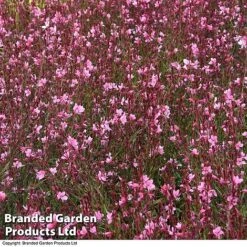 Gaura 'Baby Butterfly Dark Pink' 13 Gaura 'Baby Butterfly Dark Pink' -Plants Sales Store darkp
