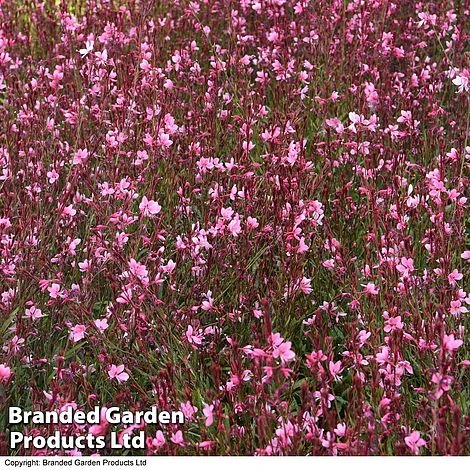 Gaura 'Baby Butterfly Dark Pink' 6 Gaura 'Baby Butterfly Dark Pink' - Image 4