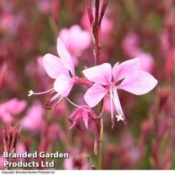 Gaura 'Baby Butterfly Dark Pink' 14 Gaura 'Baby Butterfly Dark Pink' -Plants Sales Store darkpi