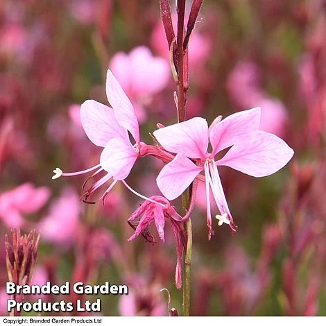 Gaura 'Baby Butterfly Dark Pink' 7 Gaura 'Baby Butterfly Dark Pink' - Image 5