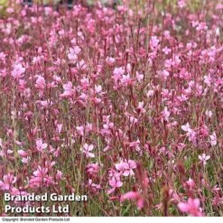 Gaura 'Baby Butterfly Dark Pink' 15 Gaura 'Baby Butterfly Dark Pink' -Plants Sales Store darkpin