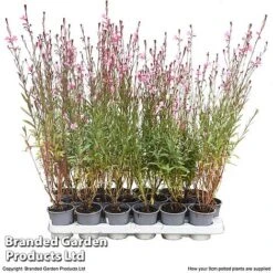 Gaura 'Baby Butterfly Dark Pink' 16 Gaura 'Baby Butterfly Dark Pink' -Plants Sales Store darkpink