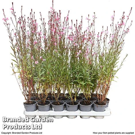 Gaura 'Baby Butterfly Dark Pink' 9 Gaura 'Baby Butterfly Dark Pink' - Image 7