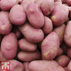 Potato 'T&M Favourites Collection' 19 Potato 'T&M Favourites Collection' -Plants Sales Store desi1