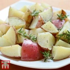 Potato 'T&M All Year Round Collection' -Plants Sales Store desir