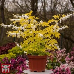 Dicentra Spectablis 'White Gold' -Plants Sales Store dice white