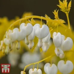 Dicentra Spectablis 'White Gold' -Plants Sales Store dice white2