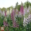Foxglove 'Mixed' -Plants Sales Store digi mix