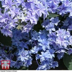 Hydrangea 'Double Dutch Alkmaar' -Plants Sales Store dutch1