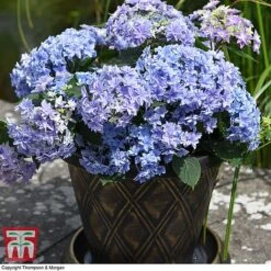 Hydrangea 'Double Dutch Alkmaar' -Plants Sales Store dutch2