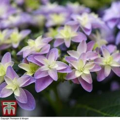 Hydrangea 'Double Dutch Alkmaar' -Plants Sales Store dutch3