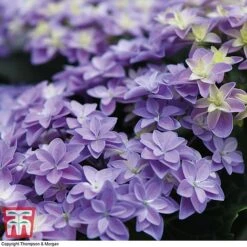 Hydrangea 'Double Dutch Alkmaar' -Plants Sales Store dutch4