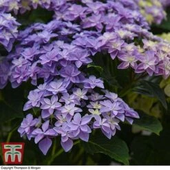 Hydrangea 'Double Dutch Alkmaar' -Plants Sales Store dutch5