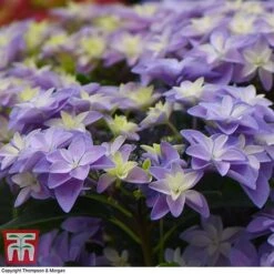 Hydrangea 'Double Dutch Alkmaar' -Plants Sales Store dutch6