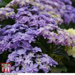 Hydrangea 'Double Dutch Alkmaar' -Plants Sales Store dutch7