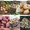 Potato 'T&M Favourites Collection' -Plants Sales Store fav coll