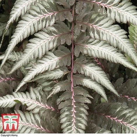 Athyrium Niponicum Var. Pictum 'Pewter Lace' 5 Athyrium Niponicum Var. Pictum 'Pewter Lace' - Image 3