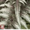 Athyrium Niponicum Var. Pictum 'Pewter Lace' -Plants Sales Store fern tka8211 b