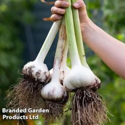 Garlic Trio Collection -Plants Sales Store garlic c