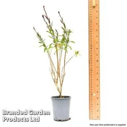 Gaura 'Baby Butterfly Dark Pink' 17 Gaura 'Baby Butterfly Dark Pink' -Plants Sales Store gaur