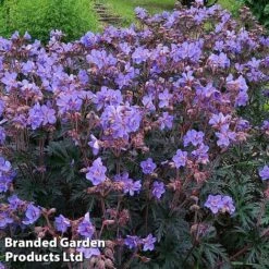 Geranium 'Storm Cloud' 8 Geranium 'Storm Cloud' -Plants Sales Store gera storm