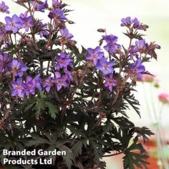 Geranium 'Storm Cloud' 7 Geranium 'Storm Cloud' -Plants Sales Store gera storm2