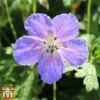 Geranium Himalayense 'Gravetye' -Plants Sales Store gera11