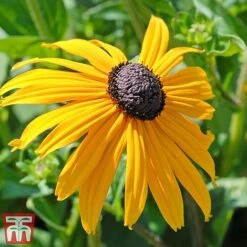 Rudbeckia Fulgida Var Sullivantii 'Goldsturm' 7 Rudbeckia Fulgida Var Sullivantii 'Goldsturm' -Plants Sales Store goldstruck