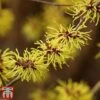 Hamamelis X Intermedia 'Westerstede' 2 Hamamelis X Intermedia 'Westerstede' -Plants Sales Store hama west2
