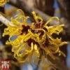 Hamamelis X Intermedia 'Pallida' -Plants Sales Store hamamelis h