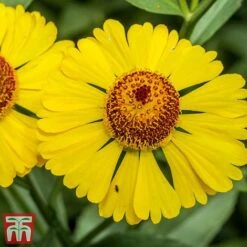Helenium Autumnale -Plants Sales Store hele aut