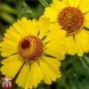 Helenium Autumnale