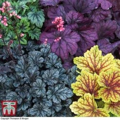 Heuchera 'Mosaic' -Plants Sales Store heuchera2