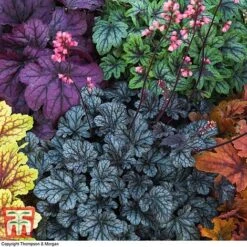Heuchera 'Mosaic' -Plants Sales Store heuchera3